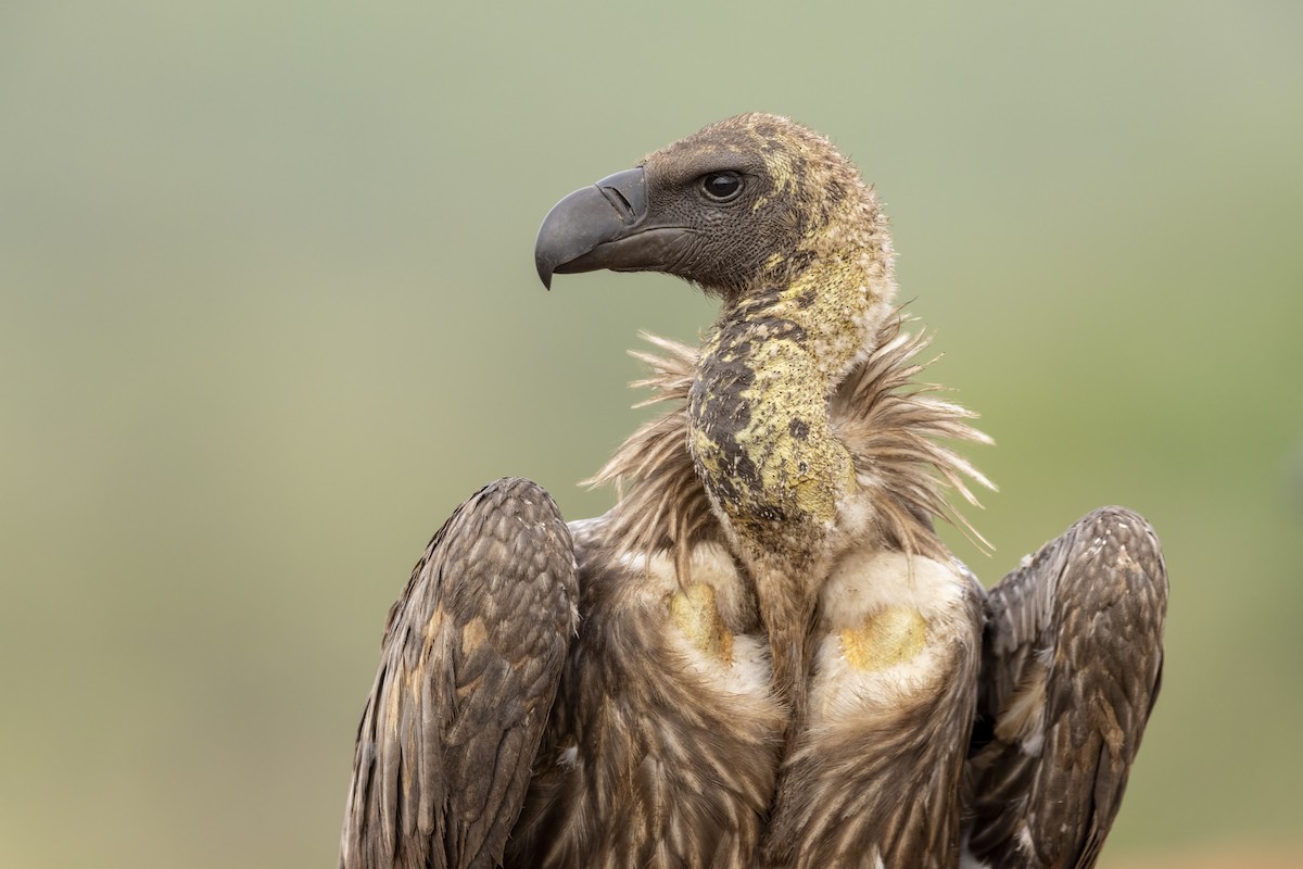 Buitre Dorsiblanco Africano - ML614739251