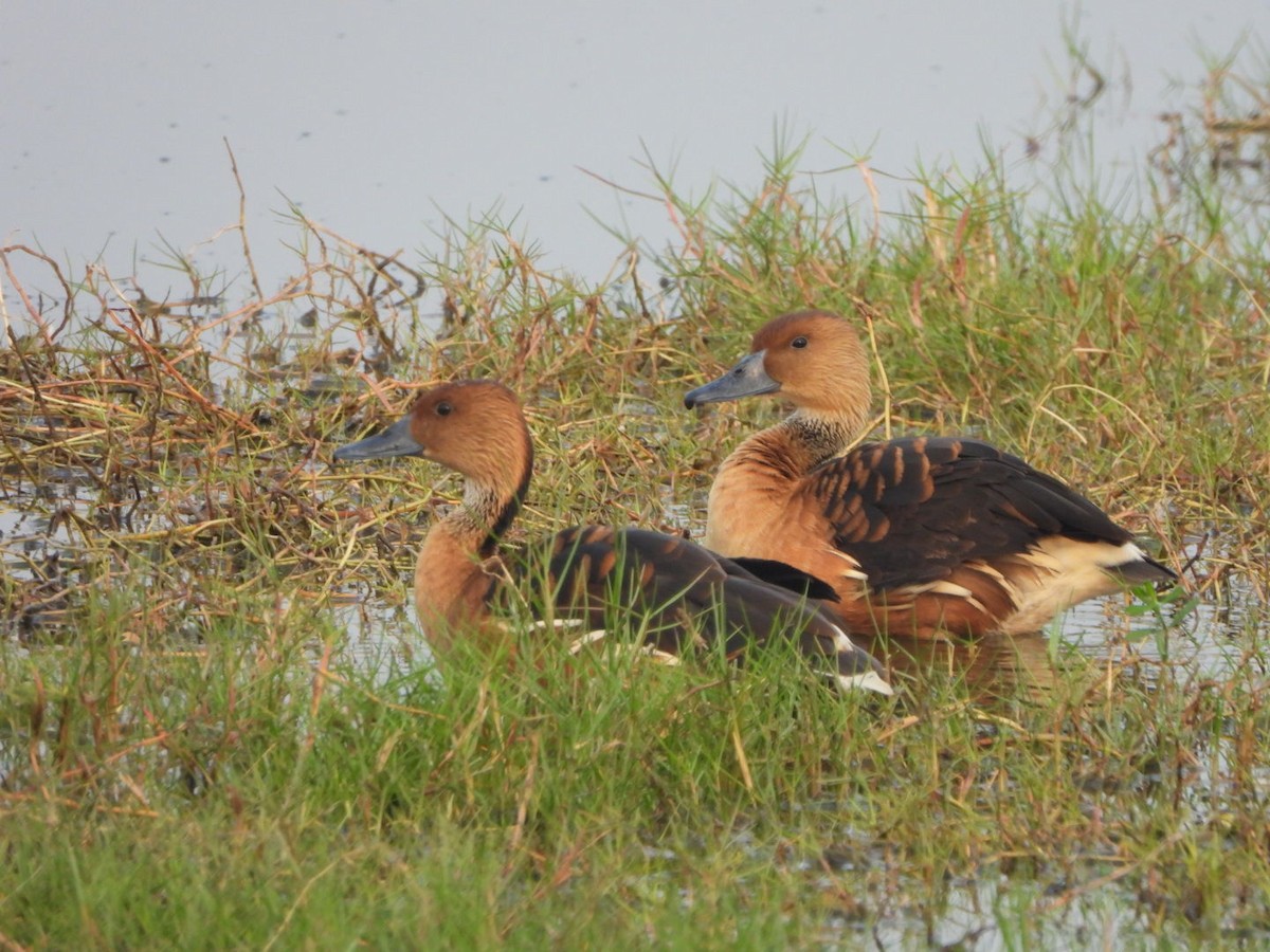 Fulvous Whistling-Duck - ML614739274