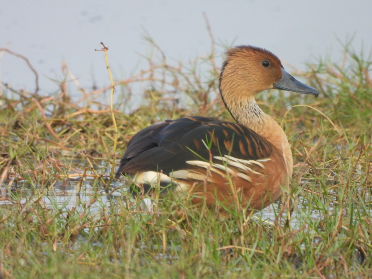 Fulvous Whistling-Duck - ML614739275