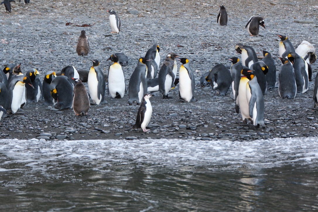 tučňák patagonský - ML614739395