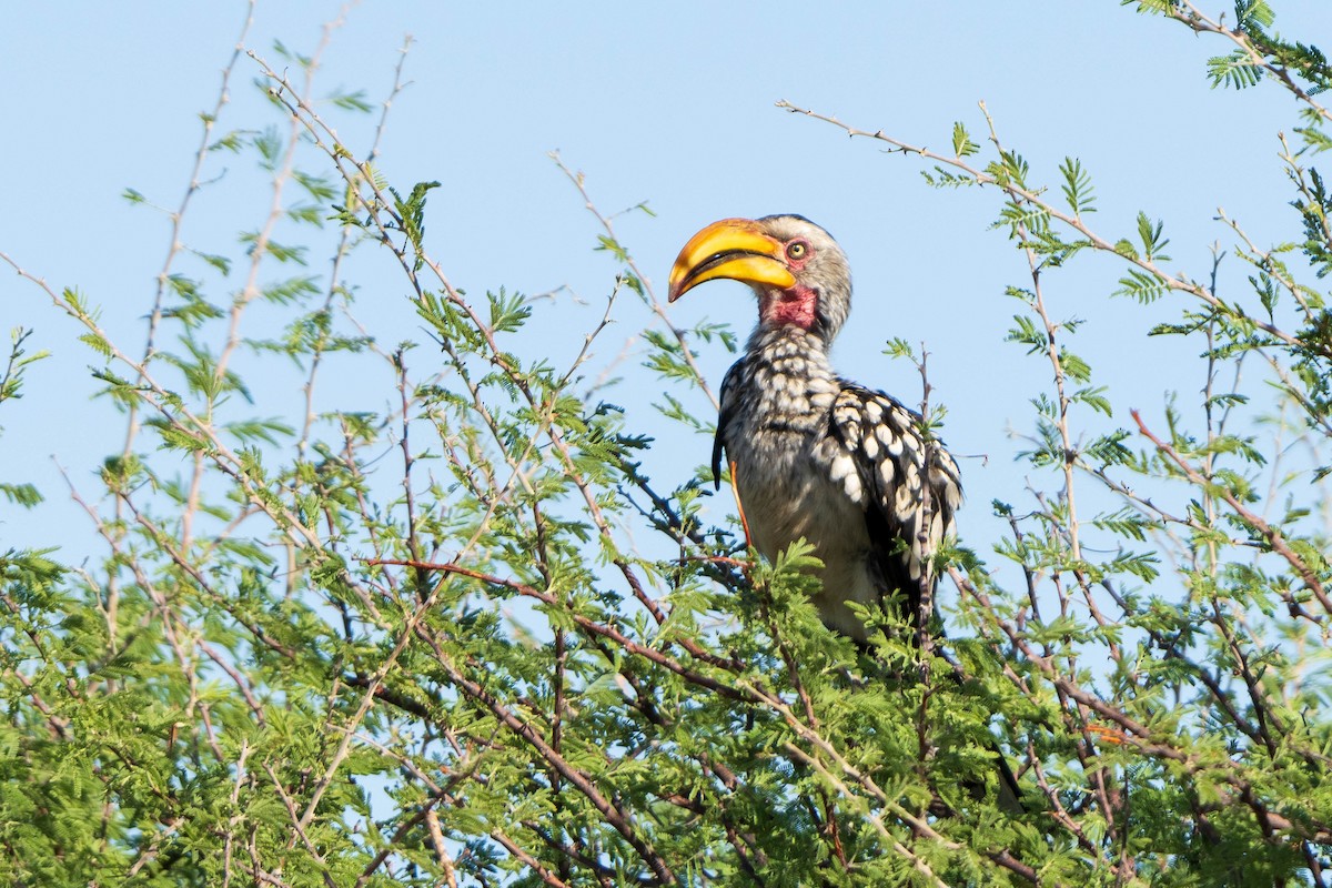 Toco Piquigualdo Sureño - ML614739421