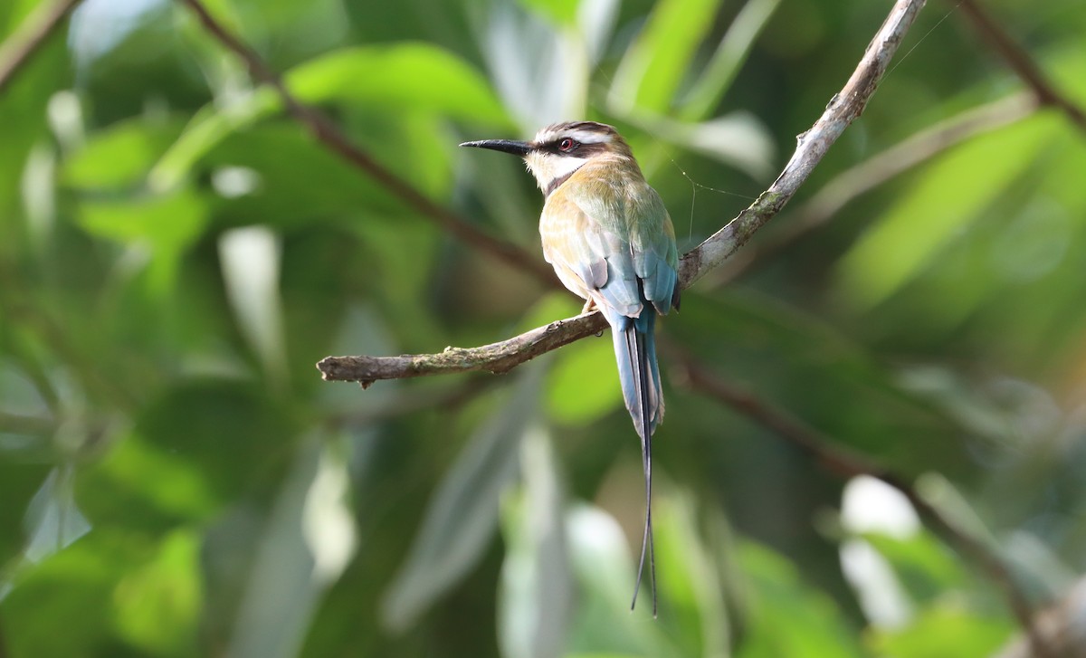 White-throated Bee-eater - Marc Languy