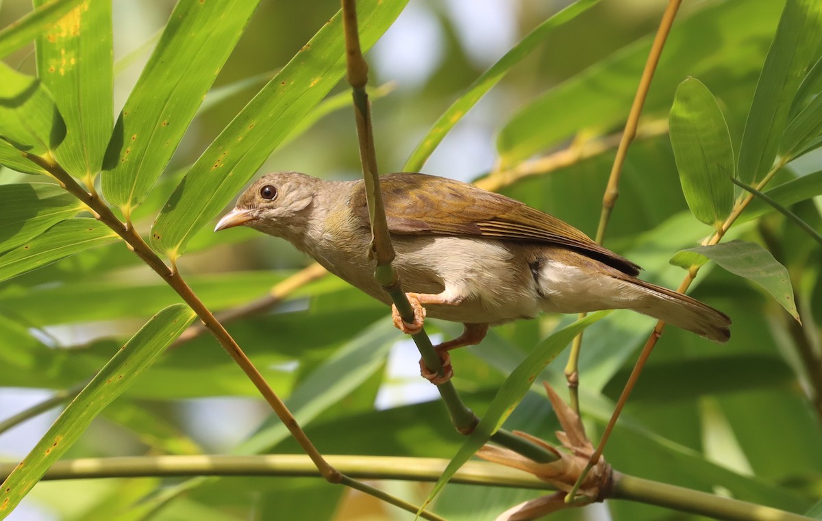 Yellow-footed Honeyguide - ML614739487