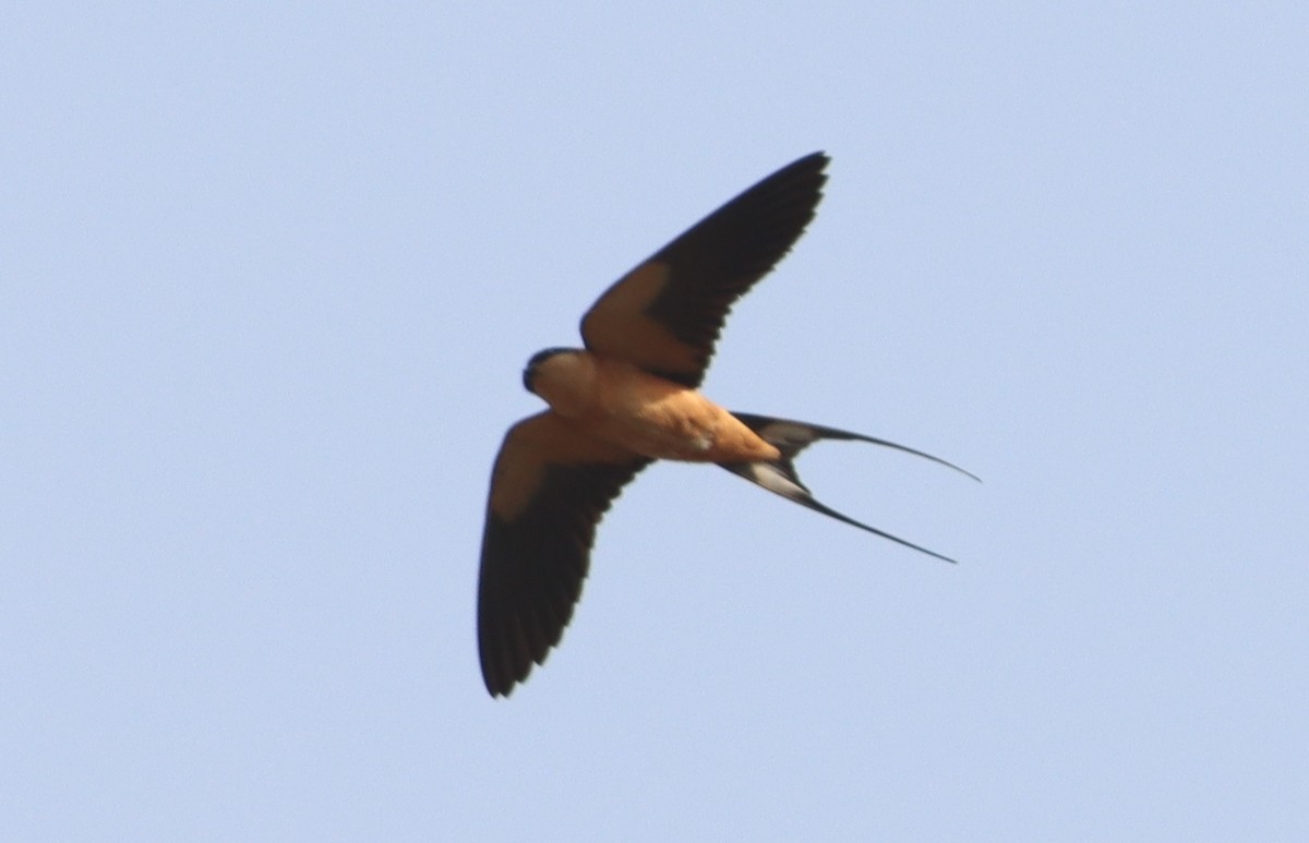 Golondrina Pechirrufa - ML614739503