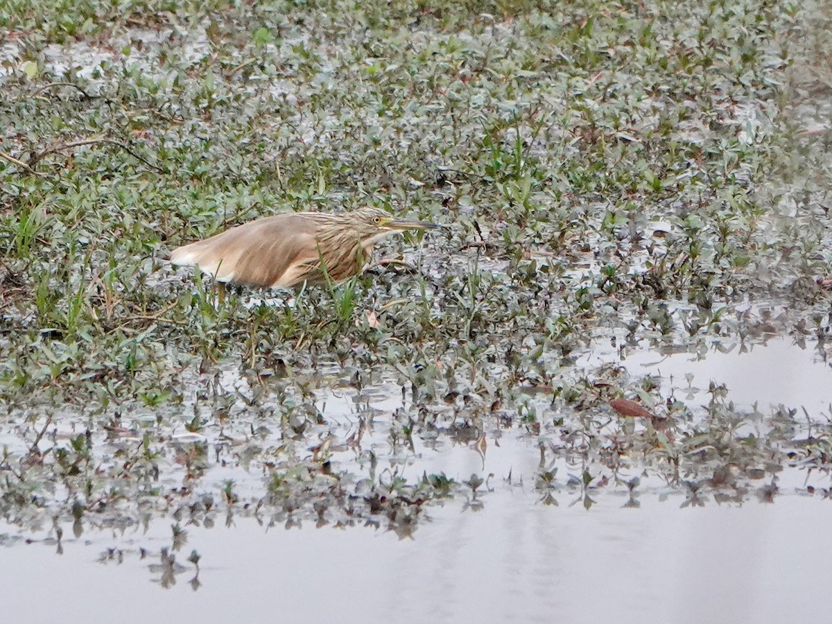 Squacco Heron - ML614739568