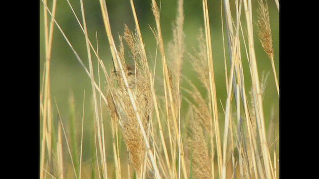 Great Reed Warbler - ML614739619