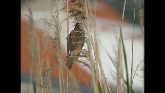 Great Reed Warbler - ML614739622