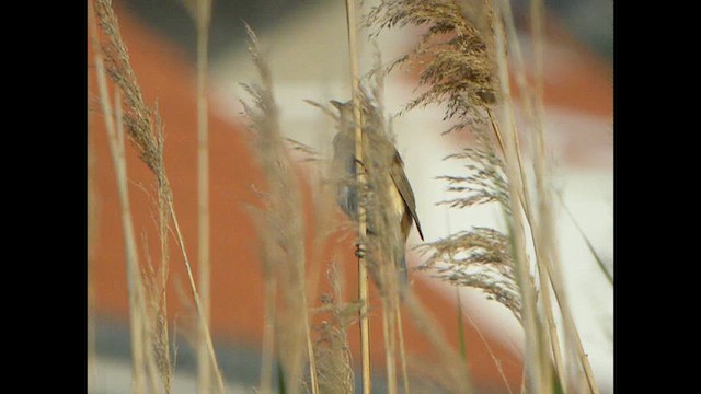 Great Reed Warbler - ML614739623