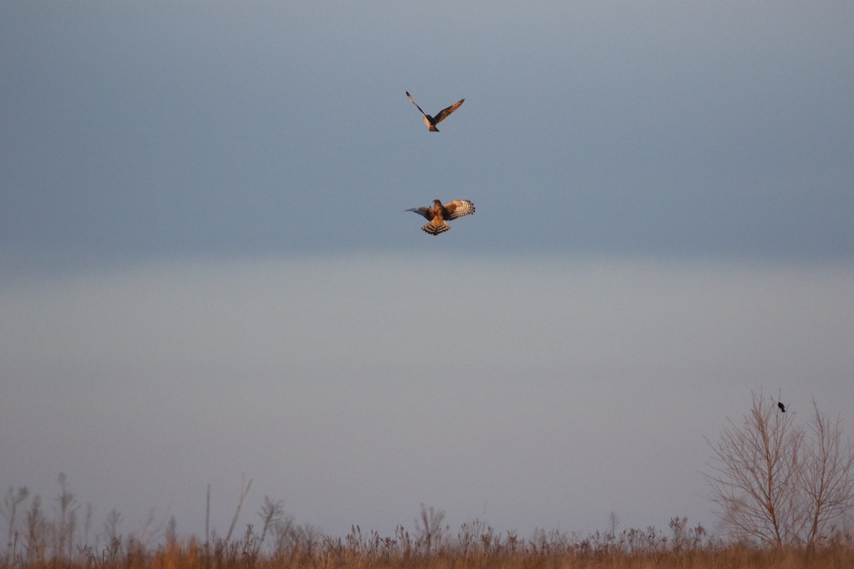 Northern Harrier - David Rupp