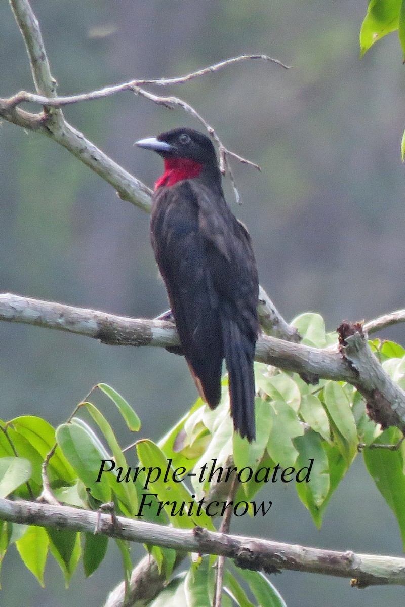 Purple-throated Fruitcrow - Merrill Lester