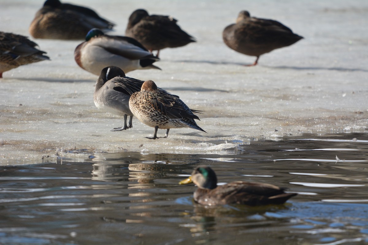 Northern Pintail - ML614739687