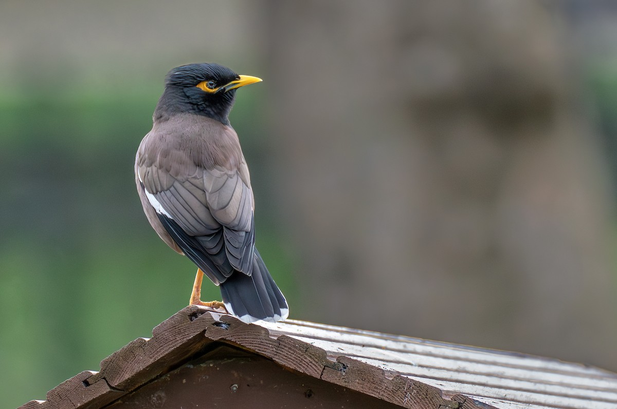 Common Myna - Levent Uysal