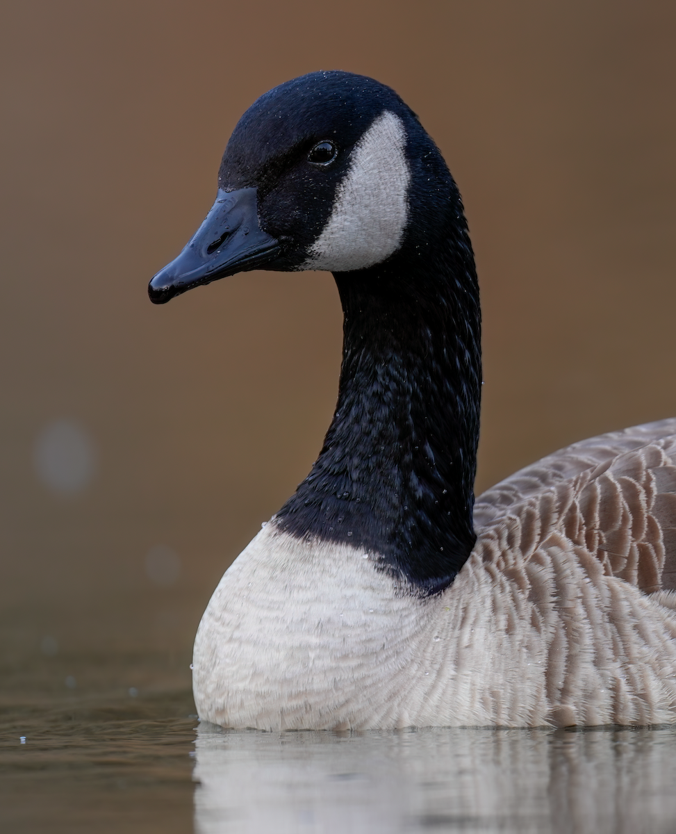 Canada Goose - Zachary Vaughan