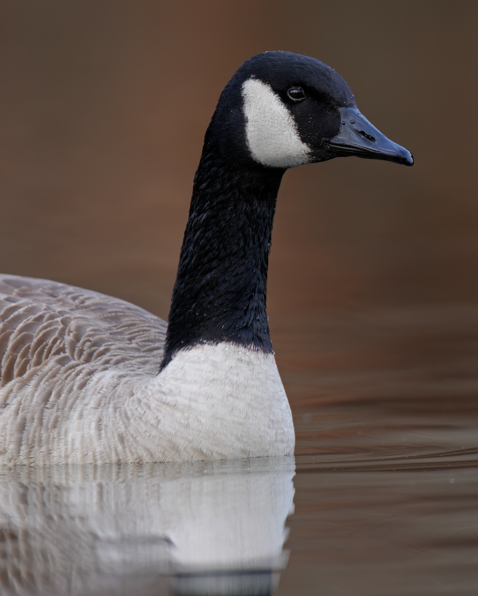 Canada Goose - Zachary Vaughan