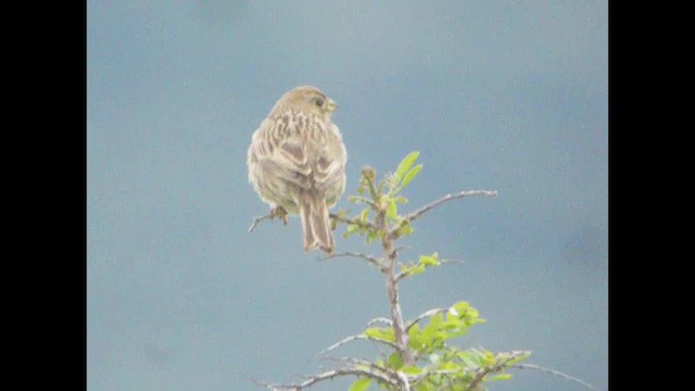 Corn Bunting - ML614739869