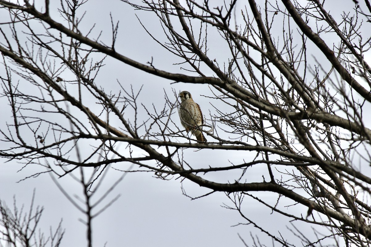 American Kestrel - ML614739878