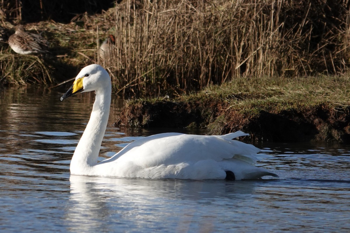 Whooper Swan - ML614739897