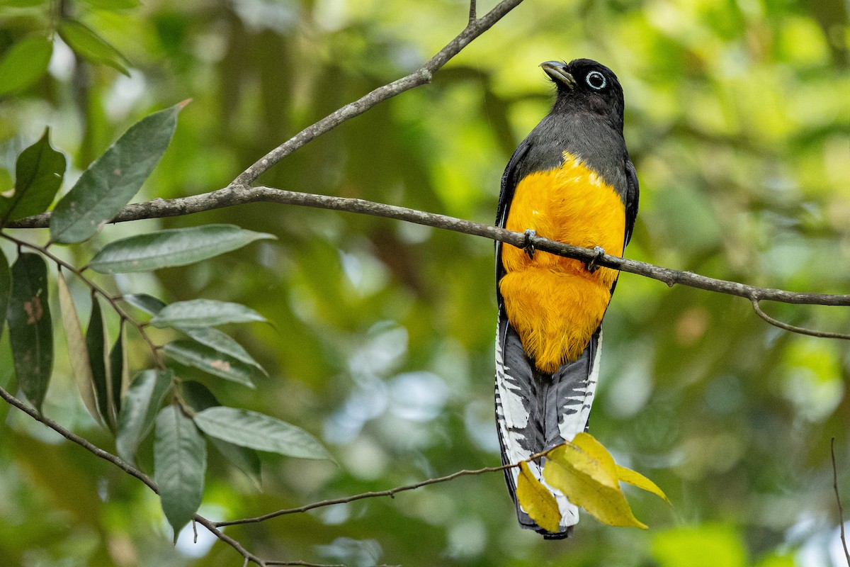 Amazonian Trogon - ML614739986