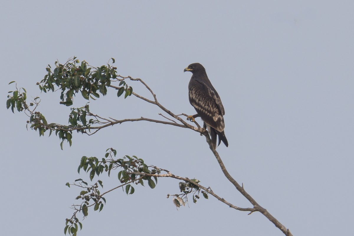 Greater Spotted Eagle - ML614740004