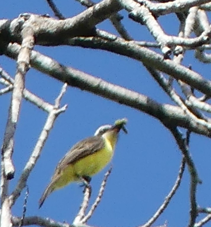 Yellow-throated Flycatcher - ML614740052