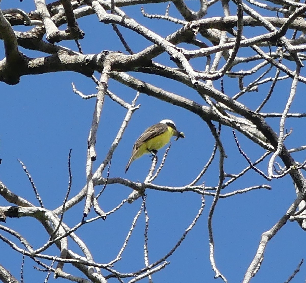 Yellow-throated Flycatcher - ML614740053