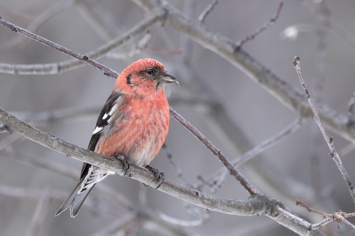 White-winged Crossbill - ML614740054