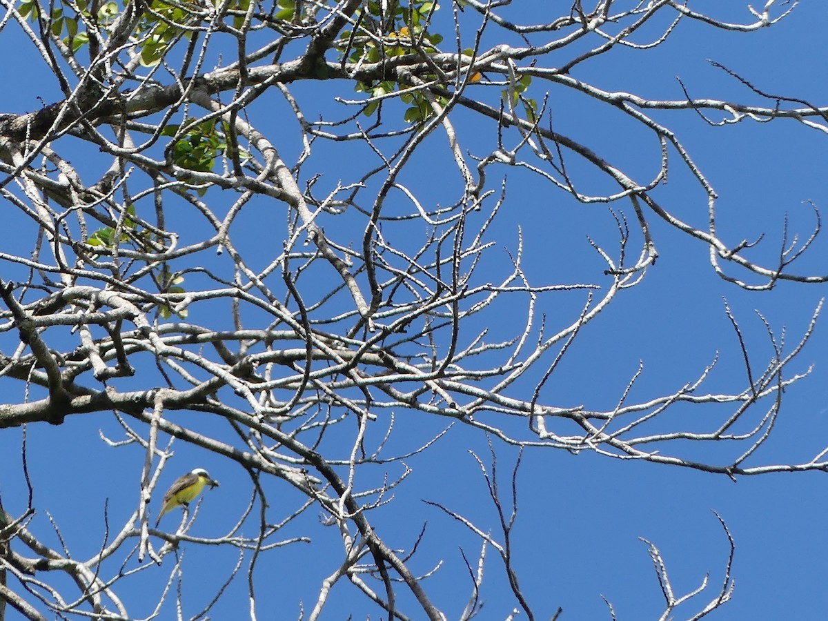 Yellow-throated Flycatcher - ML614740057