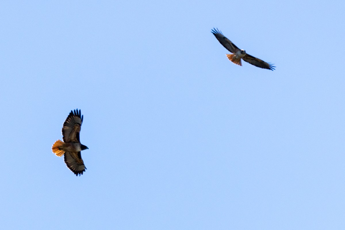 Red-tailed Hawk - ML614740135