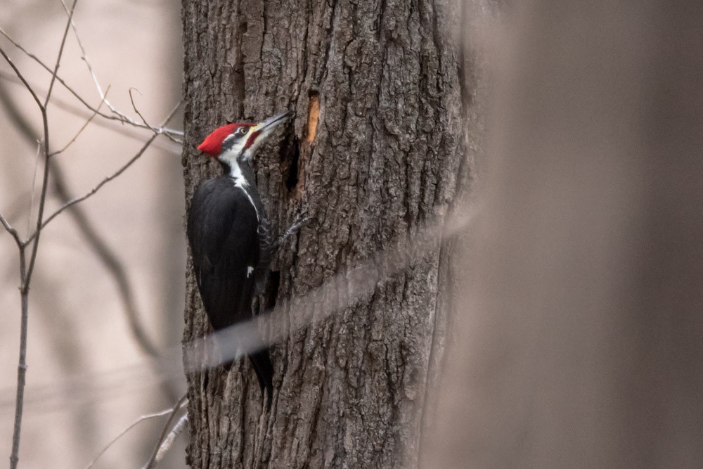 Pileated Woodpecker - ML614740165