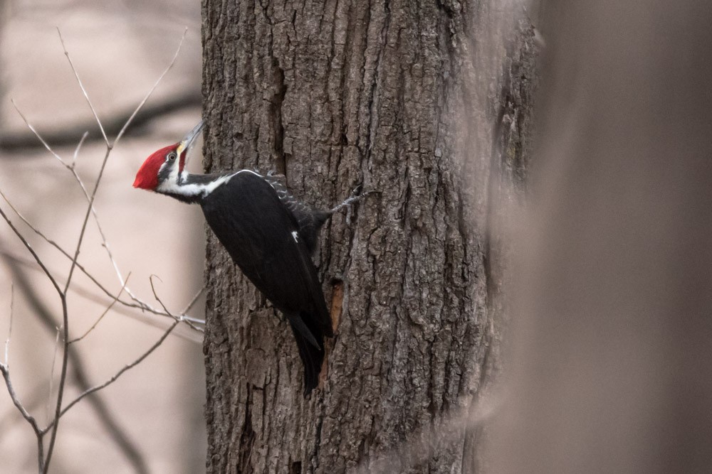 Pileated Woodpecker - ML614740168