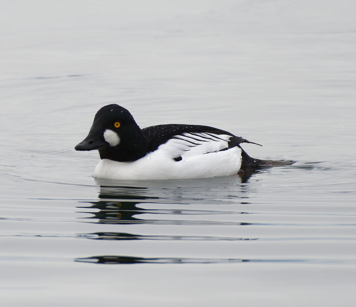 Common Goldeneye - ML614740173