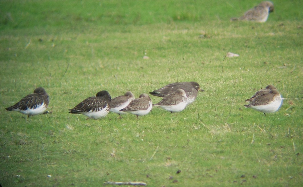 Surfbird - ML614740175