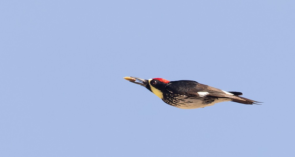 Acorn Woodpecker (Narrow-fronted) - manuel grosselet