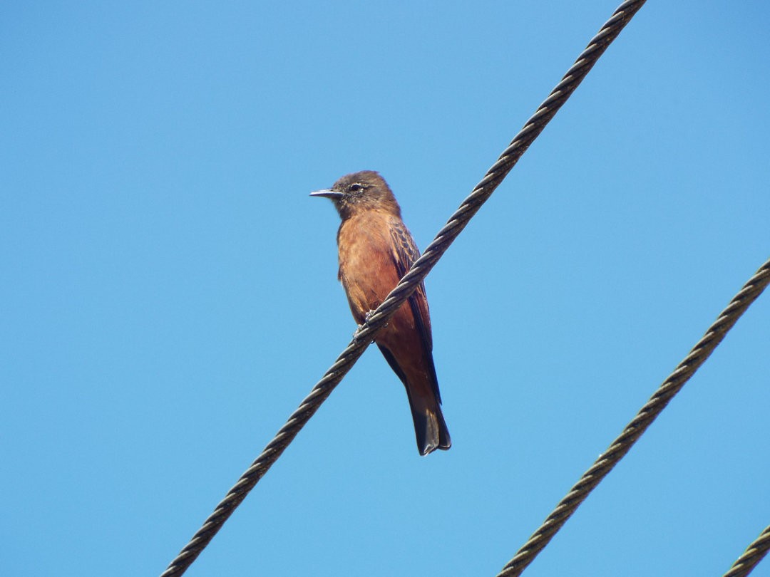 Cliff Flycatcher - ML614740205