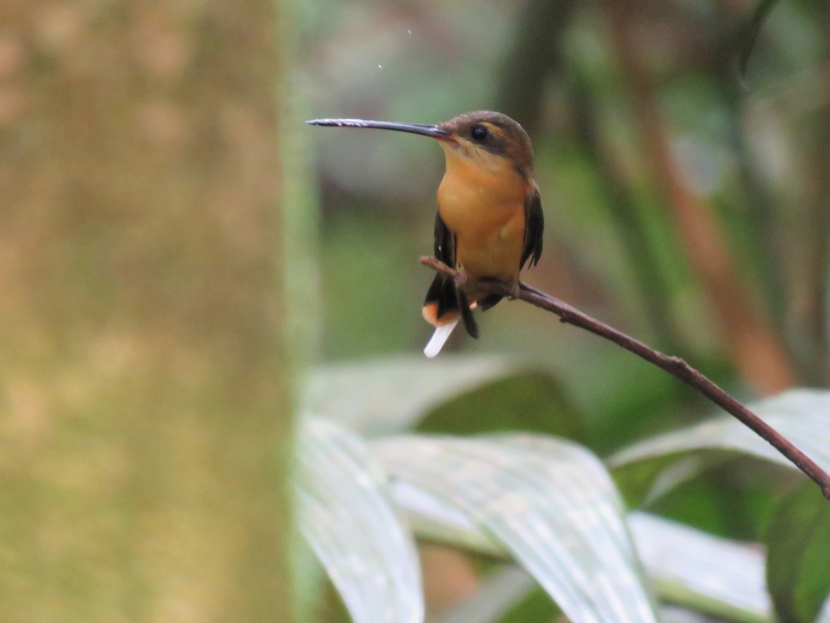 Needle-billed Hermit - ML614740211