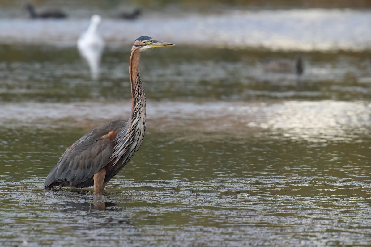 Purple Heron - ML614740218