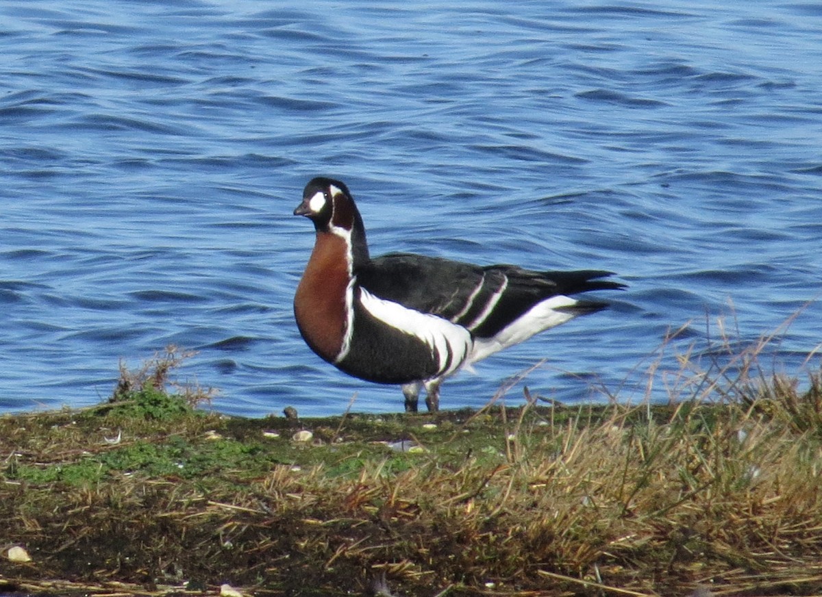 Red-breasted Goose - ML614740271