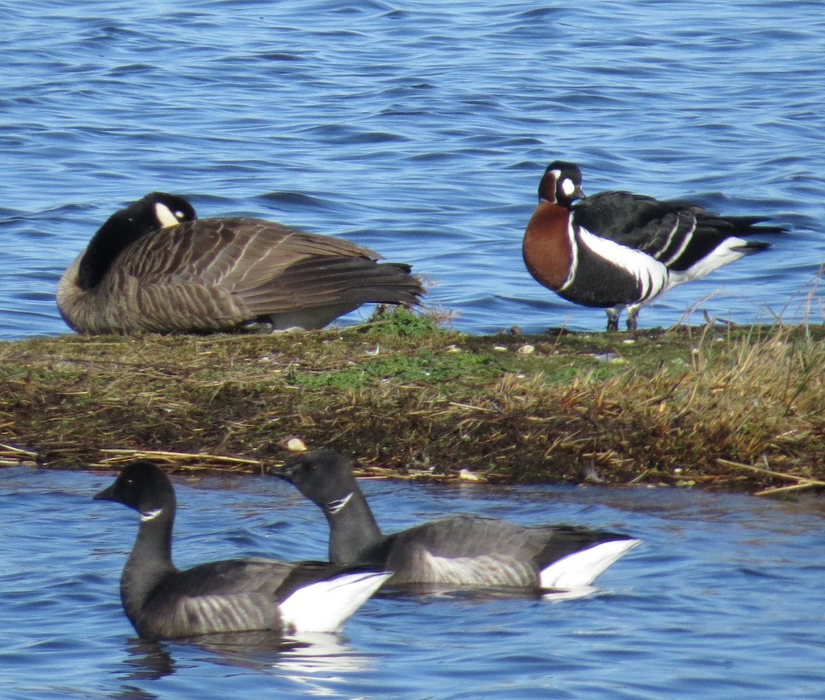 Red-breasted Goose - ML614740276