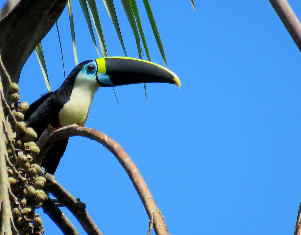 White-throated Toucan - ML614740316