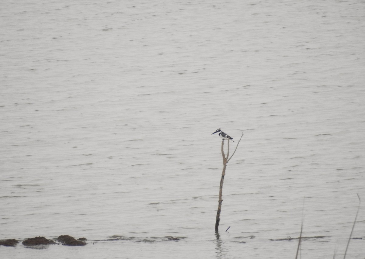 Pied Kingfisher - ML614740334