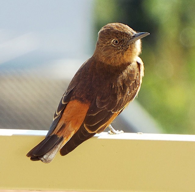 Cliff Flycatcher - ML614740350