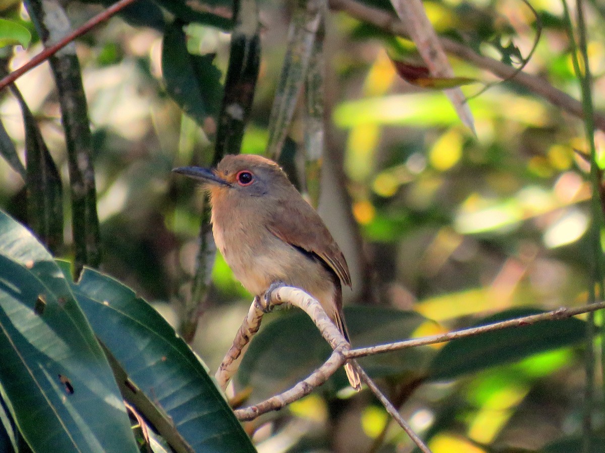 Fulvous-chinned Nunlet - ML614740363