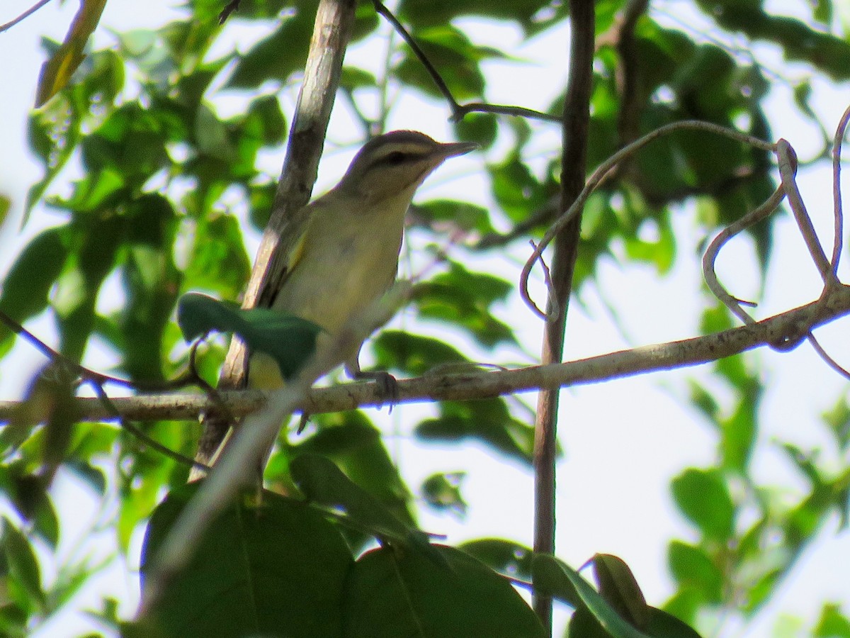 Vireo Bigotudo - ML614740386