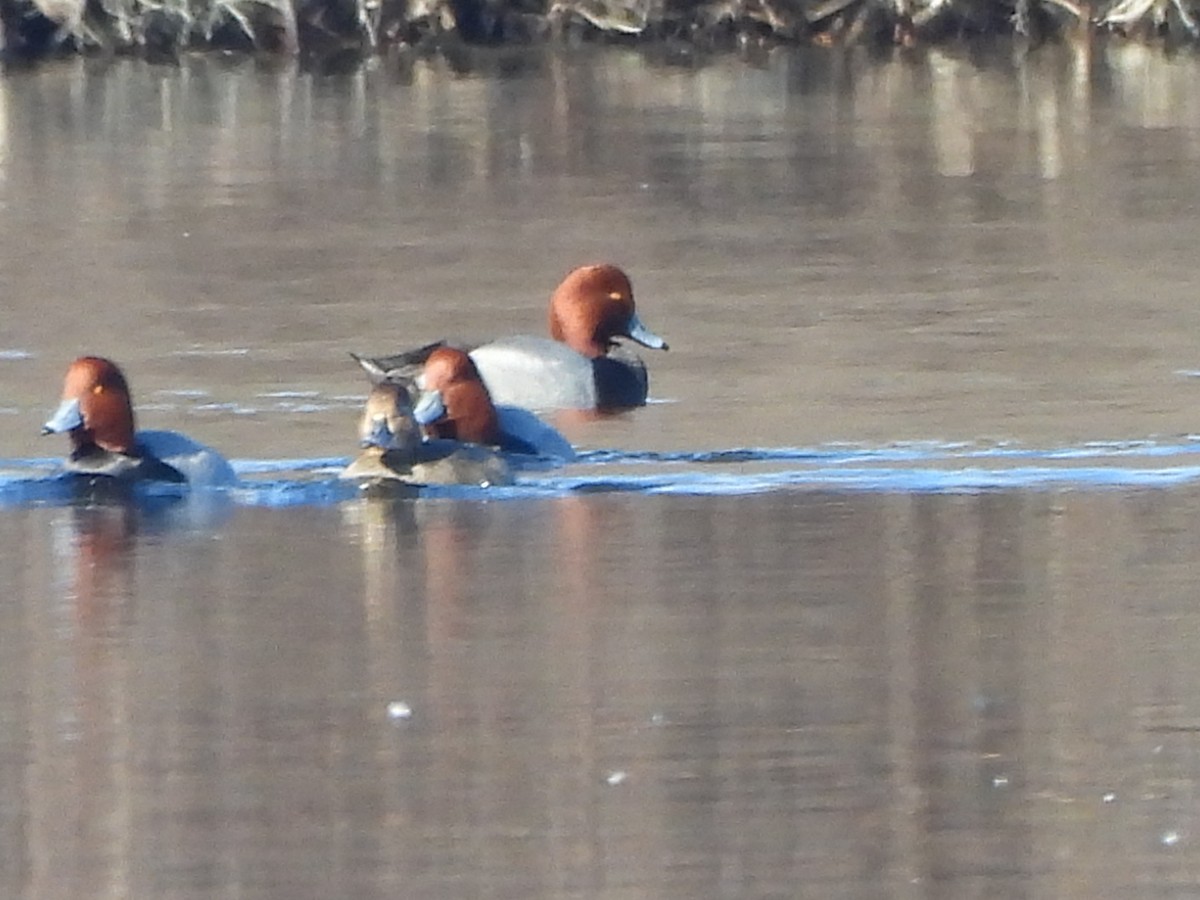 Redhead - ML614740404