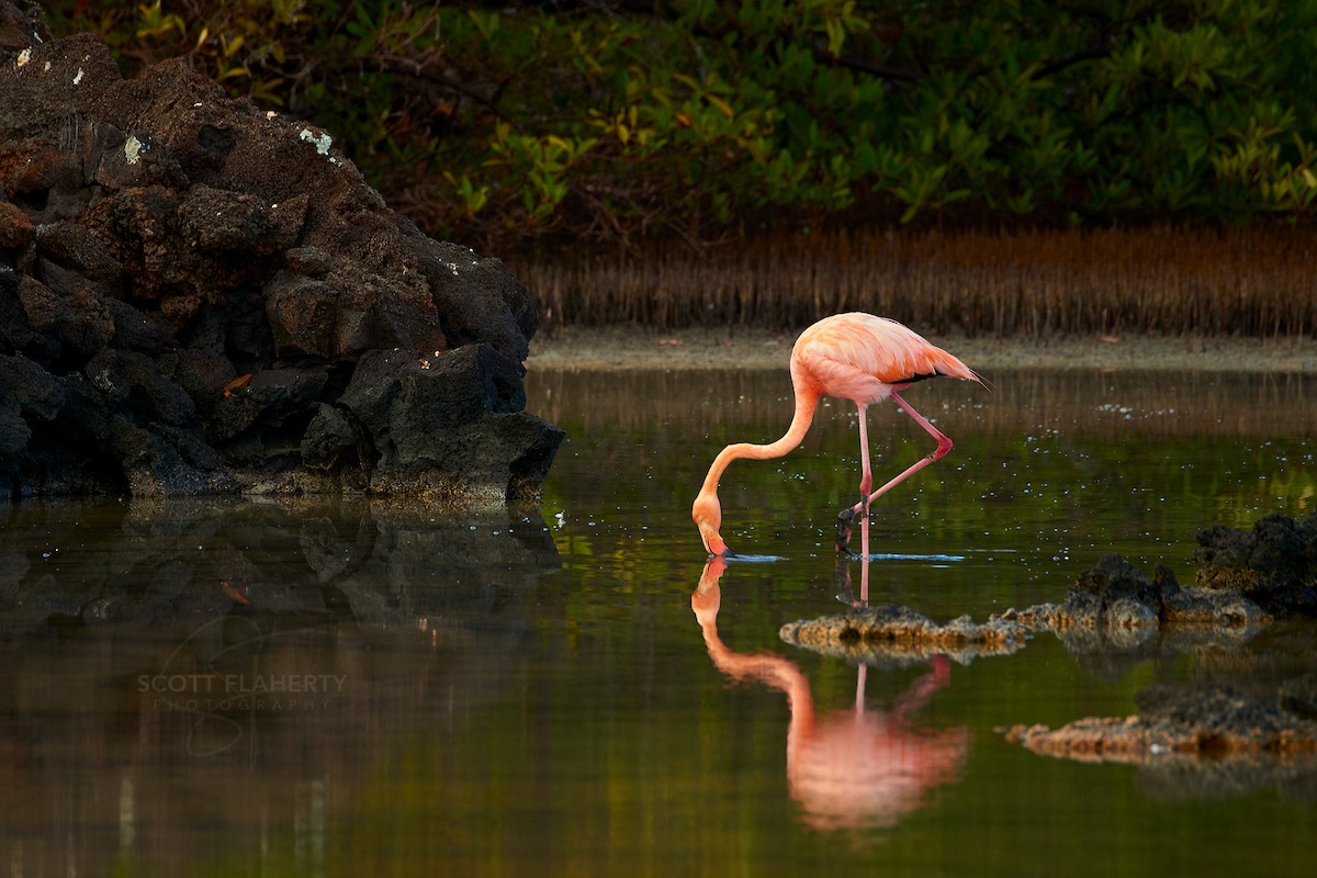Amerika Flamingosu - ML614740406