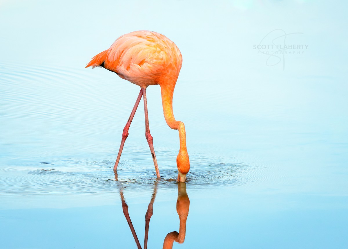 American Flamingo - Scott Flaherty