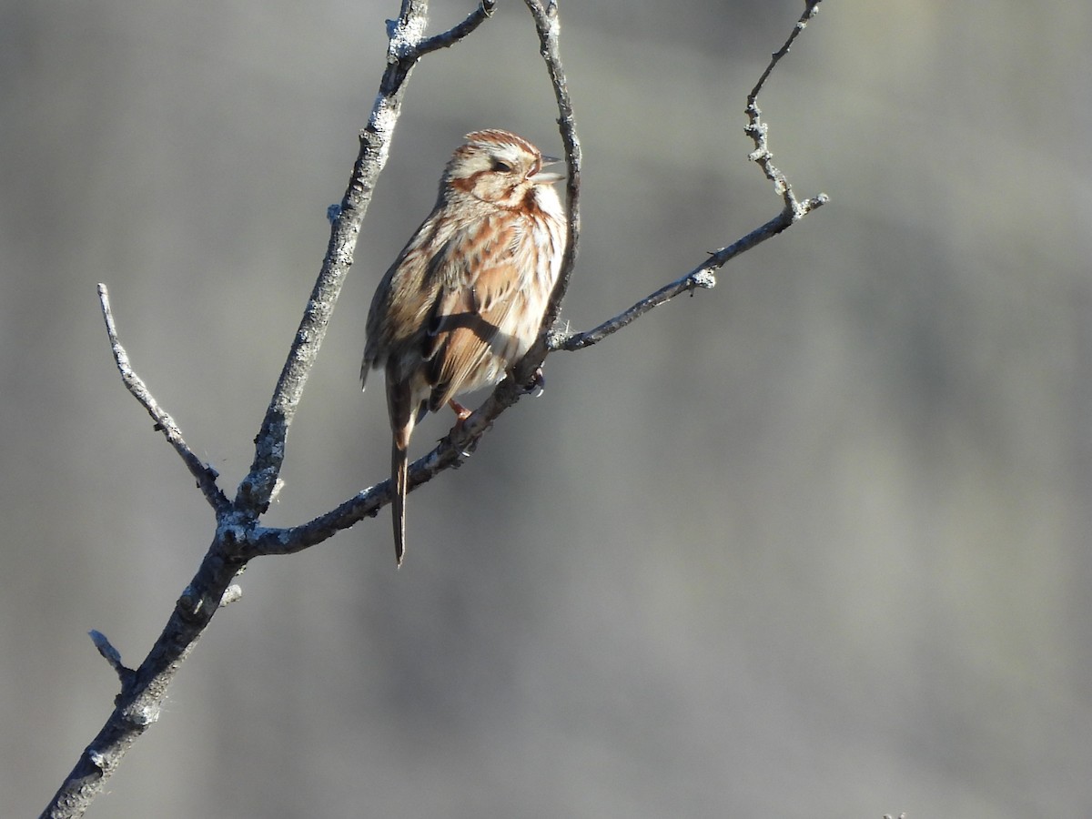 Song Sparrow - ML614740457