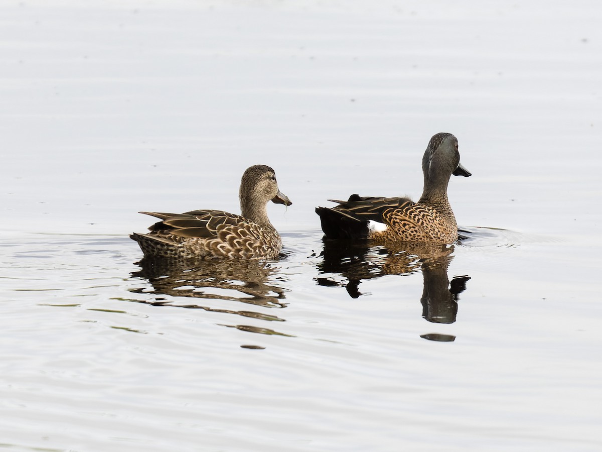 Blue-winged Teal - ML614740502