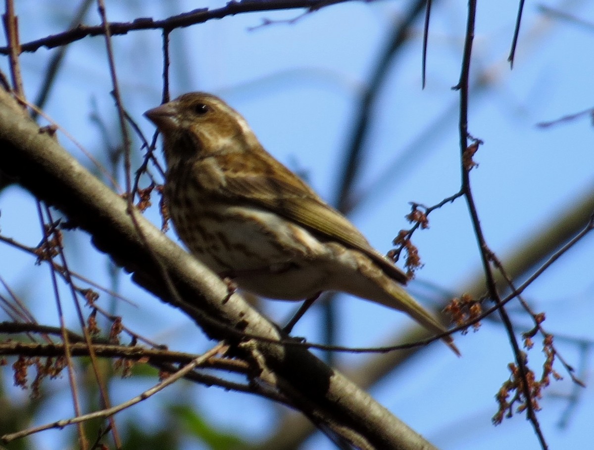 Purple Finch - ML614740503