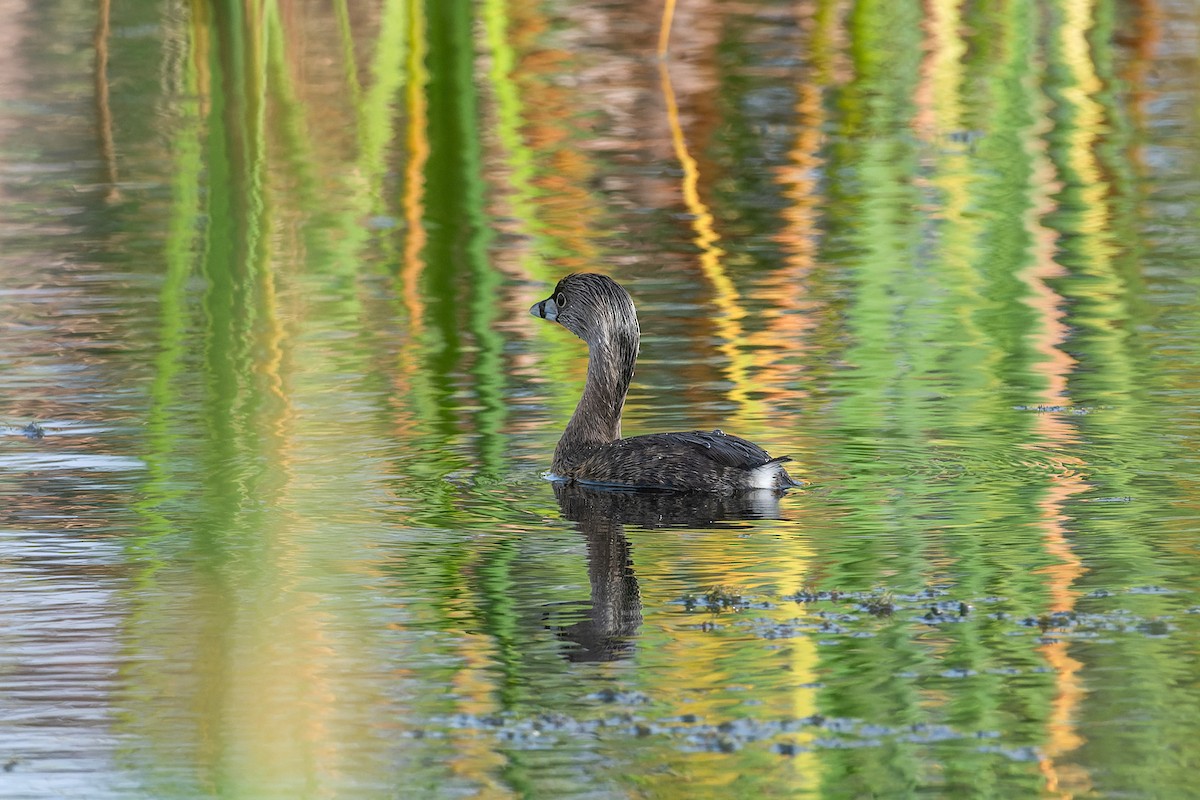 Pied-billed Grebe - ML614740506